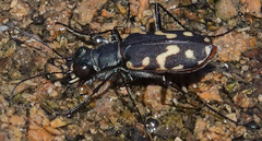 Cicindela haemorrhagica