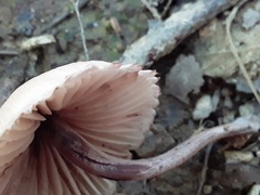 Mycena haematopus