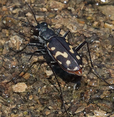 Cicindela haemorrhagica
