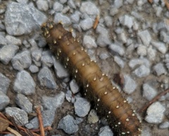 Eacles imperialis pini