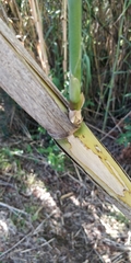 Arundo donax