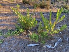 Acacia longifolia