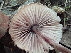 Mycena haematopus