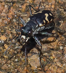 Cicindela haemorrhagica
