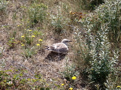 Ichthyaetus melanocephalus