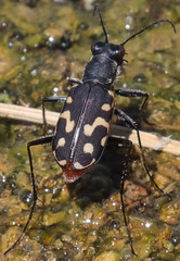 Cicindela haemorrhagica