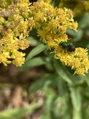 Chrysididae