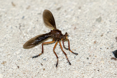 Diogmites platypterus