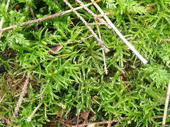 Eurhynchium angustirete