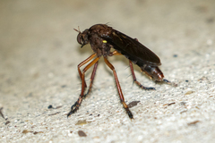 Diogmites platypterus