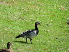 Branta leucopsis