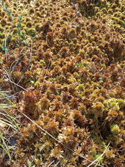Sphagnum pulchrum