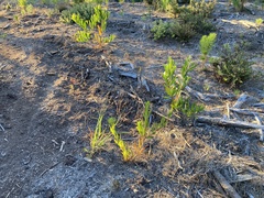 Acacia longifolia