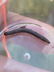 Cylindroiulus caeruleocinctus