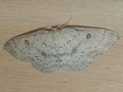 Cyclophora albipunctata