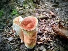 Turbinellus floccosus