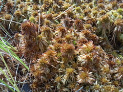 Sphagnum pulchrum
