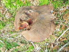 Neoboletus luridiformis