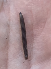 Cylindroiulus caeruleocinctus