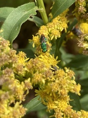 Chrysididae