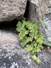 Adiantum capillus-veneris