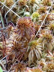 Sphagnum pulchrum