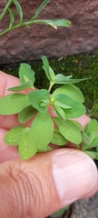 Euphorbia peplus