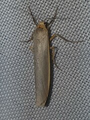 Eilema