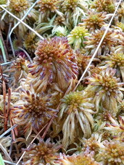 Sphagnum pulchrum