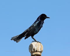 Quiscalus major westoni