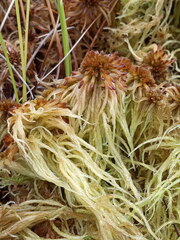 Sphagnum pulchrum