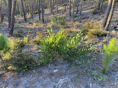 Acacia longifolia