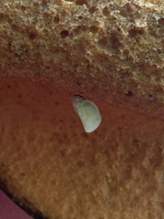 Flatormenis proxima