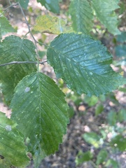 Phyllonorycter esperella