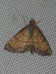 Ecpyrrhorrhoe rubiginalis