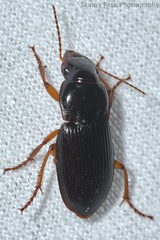 Pseudoophonus