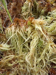Sphagnum pulchrum