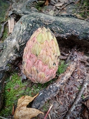 Magnolia macrophylla