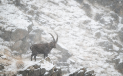 Capra ibex