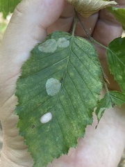 Phyllonorycter esperella