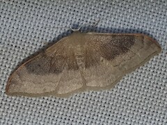 Idaea degeneraria