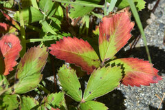 Fragaria virginiana
