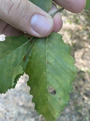 Phyllonorycter esperella