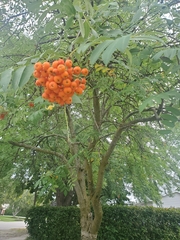 Sorbus aucuparia