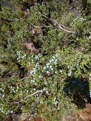 Juniperus grandis