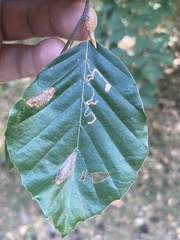 Phyllonorycter maestingella