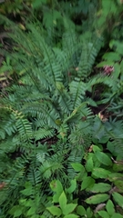 Asplenium platyneuron