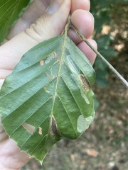 Phyllonorycter maestingella