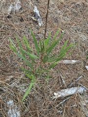 Acacia longifolia