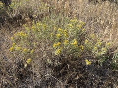 Chrysothamnus viscidiflorus